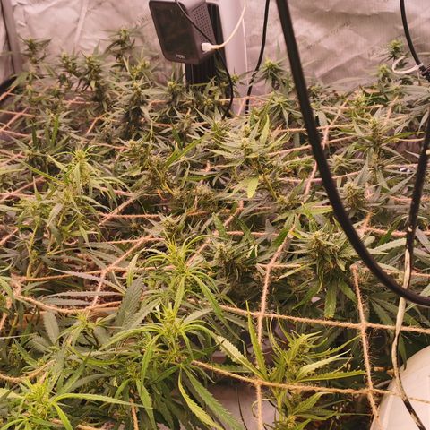 New System Test Run growlog photo: Scroggin 