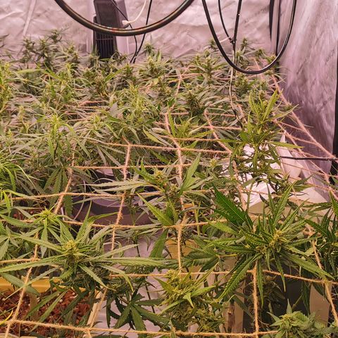 New System Test Run growlog photo: Scroggin 