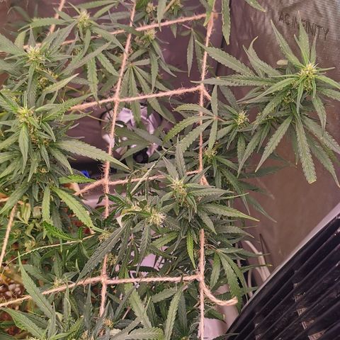 New System Test Run growlog photo: Scroggin 