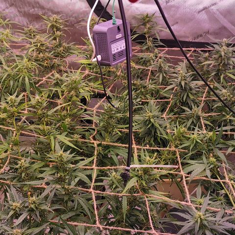New System Test Run growlog photo: Scroggin 