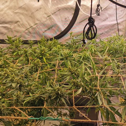 New System Test Run growlog photo: Scroggin 