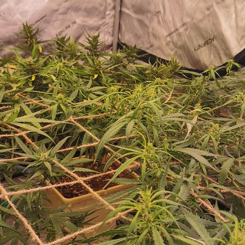 New System Test Run growlog photo: Scroggin 