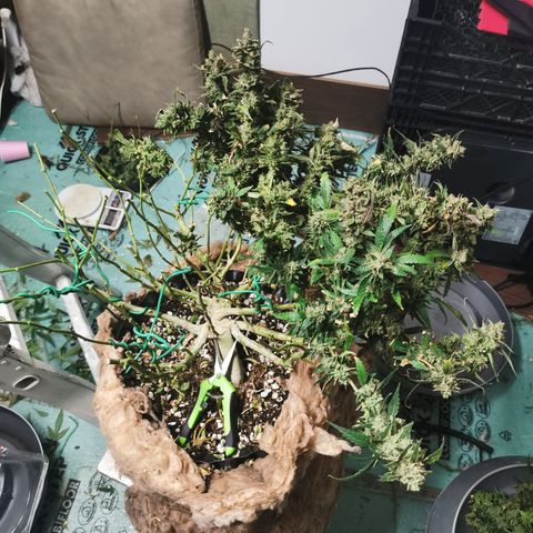 New System Test Run growlog timeline photo