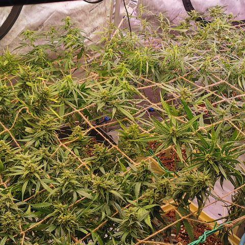 New System Test Run growlog photo: Scroggin 