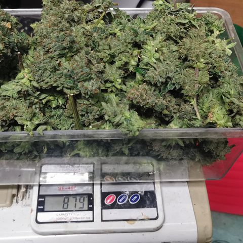 New System Test Run growlog photo: Solid buds,, was a good two weeks slower than cookies