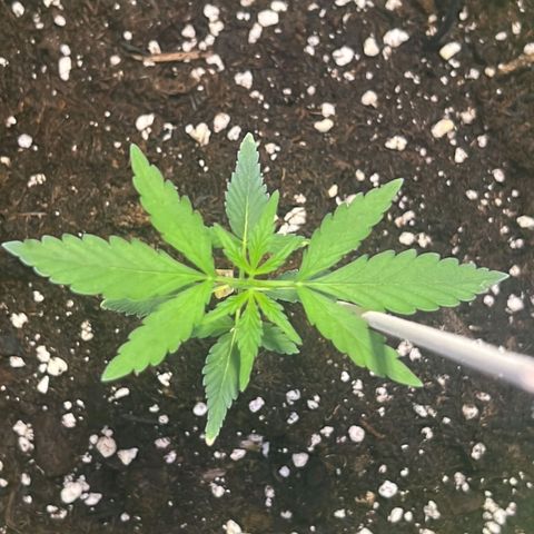 Auto Banana Blaze growlog timeline photo