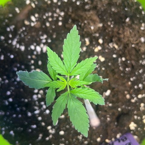 Auto Banana Blaze growlog photo: Setup complete for Vegetative Phase