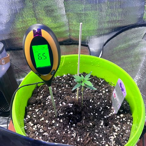 Auto Banana Blaze growlog photo: Setup complete for Vegetative Phase