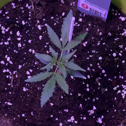 Auto Banana Blaze growlog photo: Setup complete for Vegetative Phase