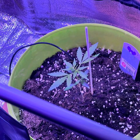 Auto Banana Blaze growlog photo: Setup complete for Vegetative Phase