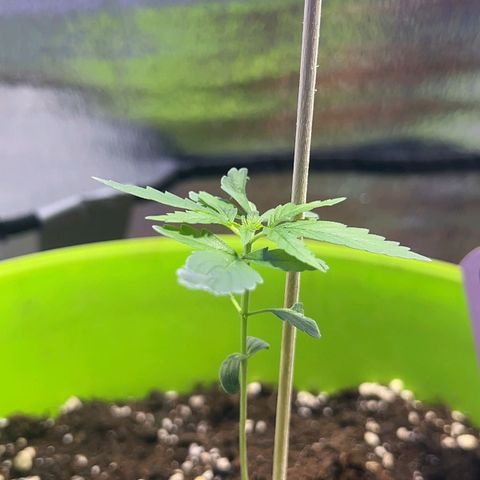 Auto Banana Blaze growlog photo: Setup complete for Vegetative Phase