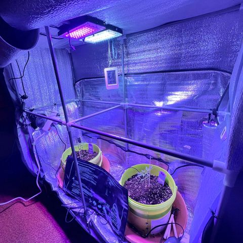 Auto Banana Blaze growlog photo: Setup complete for Vegetative Phase