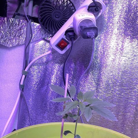 Auto Banana Blaze growlog photo: Vegetative phase in full effect. 