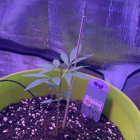 Auto Banana Blaze growlog photo: Vegetative phase in full effect. 