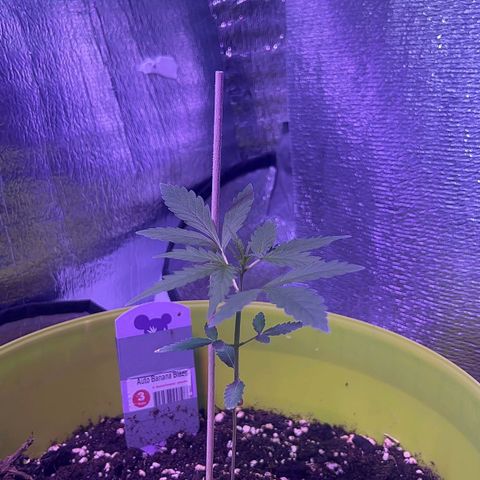 Auto Banana Blaze growlog photo: Vegetative phase in full effect. 