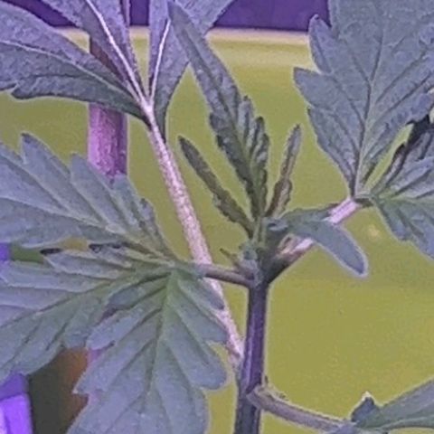 Auto Banana Blaze growlog photo: Vegetative phase in full effect. 