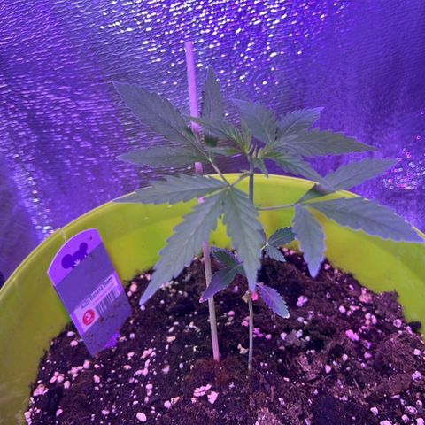 Auto Banana Blaze growlog photo: Both the plants are doing well running under 100W Full spectrum. 