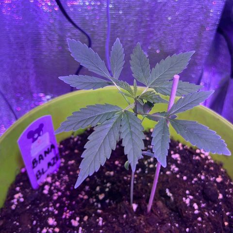 Auto Banana Blaze growlog timeline photo