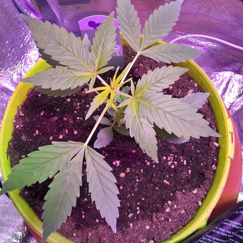 Auto Banana Blaze growlog photo: Topped one plant today , Looking healthy and happy so far. 