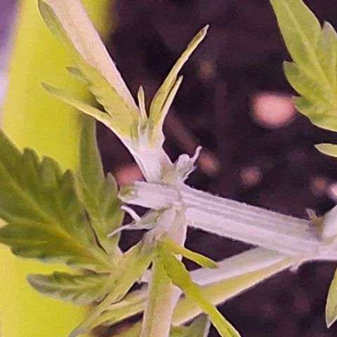 Auto Banana Blaze growlog photo: Topped one plant today , Looking healthy and happy so far. 
