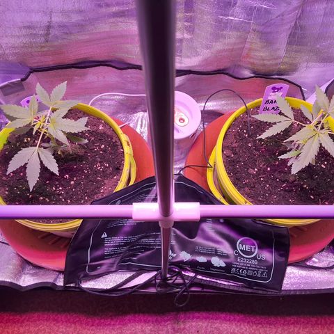 Auto Banana Blaze growlog photo: Topped one plant today , Looking healthy and happy so far. 
