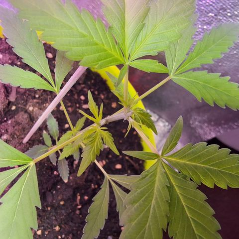 Auto Banana Blaze growlog photo: Topped one plant today , Looking healthy and happy so far. 