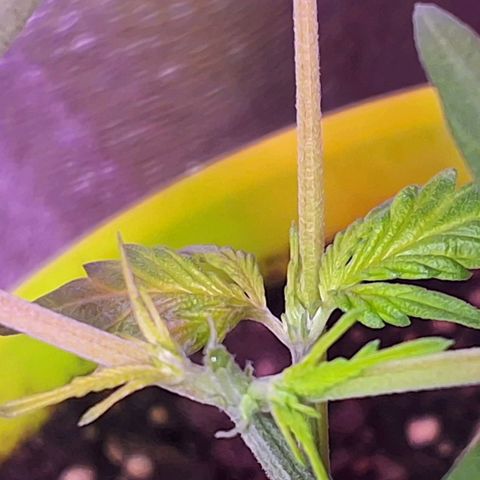 Auto Banana Blaze growlog photo: Topped one plant today , Looking healthy and happy so far. 