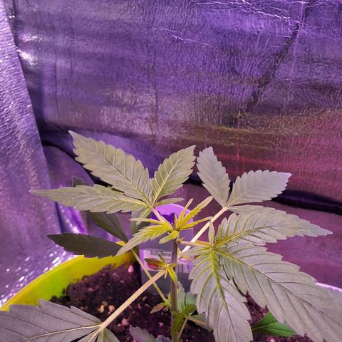 Auto Banana Blaze growlog photo: Topped one plant today , Looking healthy and happy so far. 