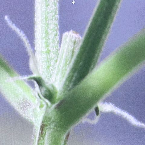 Auto Banana Blaze growlog photo: One plant is under LST with support and the second plant is going through  her pre flowering stage.