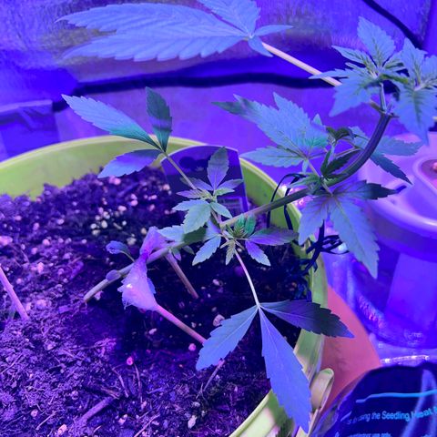 Auto Banana Blaze growlog photo: One plant is under LST with support and the second plant is going through  her pre flowering stage.