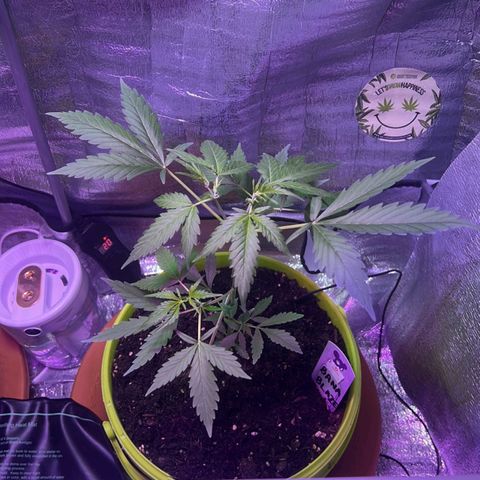 Auto Banana Blaze growlog photo: One plant is under LST with support and the second plant is going through  her pre flowering stage.