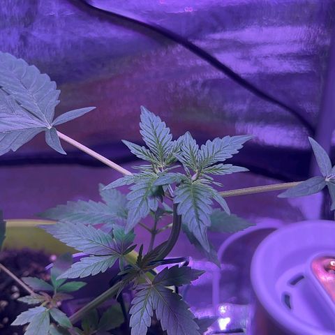 Auto Banana Blaze growlog photo: One plant is under LST with support and the second plant is going through  her pre flowering stage.