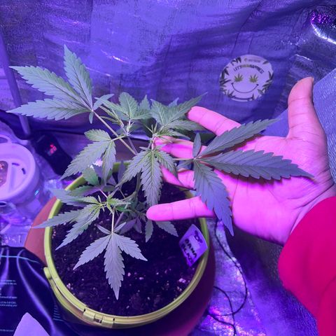 Auto Banana Blaze growlog photo: One plant is under LST with support and the second plant is going through  her pre flowering stage.