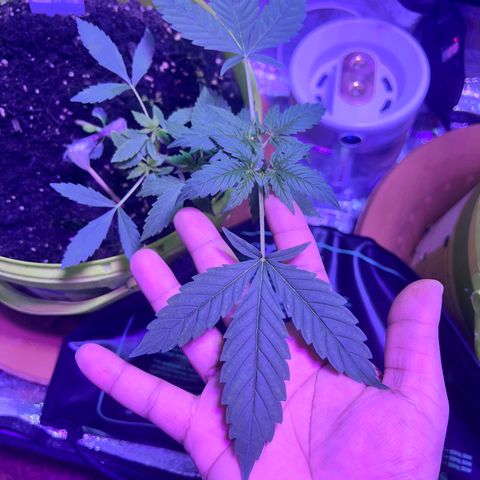 Auto Banana Blaze growlog photo: One plant is under LST with support and the second plant is going through  her pre flowering stage.