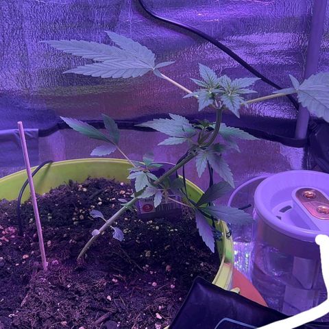 Auto Banana Blaze growlog photo: One plant is under LST with support and the second plant is going through  her pre flowering stage.