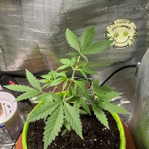 Auto Banana Blaze growlog photo: One plant is under LST with support and the second plant is going through  her pre flowering stage.