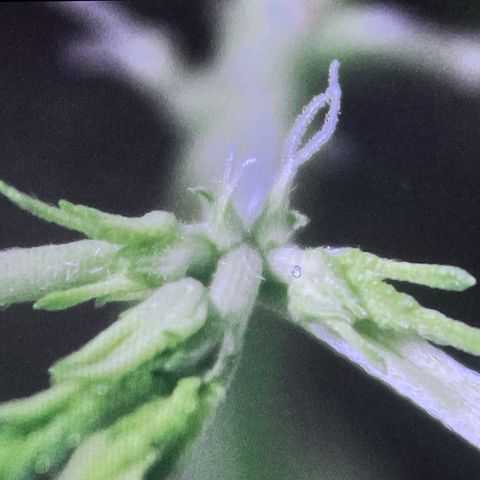Auto Banana Blaze growlog photo: One plant is under LST with support and the second plant is going through  her pre flowering stage.