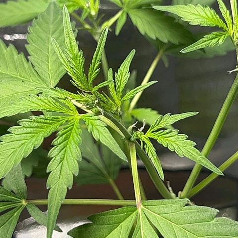 Auto Banana Blaze growlog photo: Multiple Flowering spots visible on the bigger plant. 