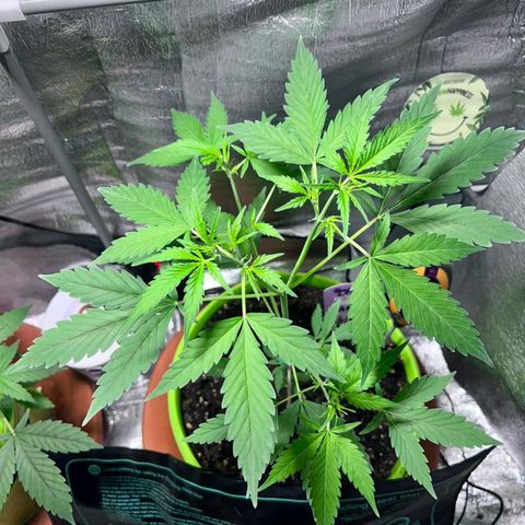 Auto Banana Blaze growlog photo: Multiple Flowering spots visible on the bigger plant. 