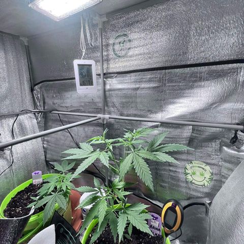 Auto Banana Blaze growlog photo: Multiple Flowering spots visible on the bigger plant. 