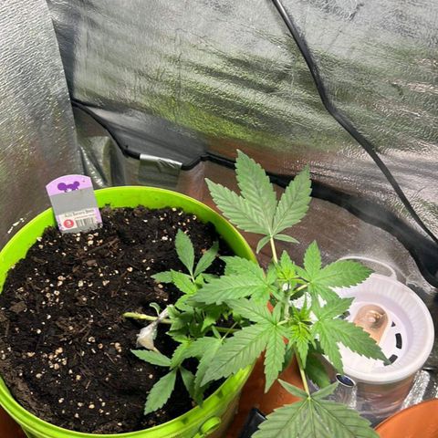Auto Banana Blaze growlog photo: Multiple Flowering spots visible on the bigger plant. 