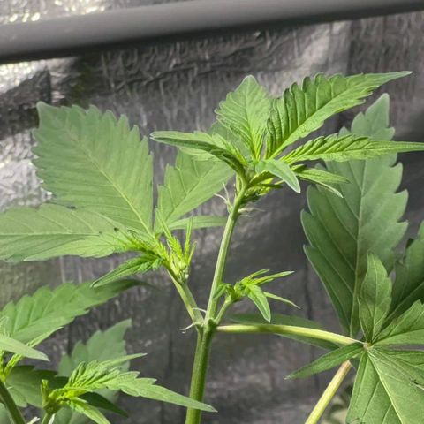 Auto Banana Blaze growlog photo: Multiple Flowering spots visible on the bigger plant. 