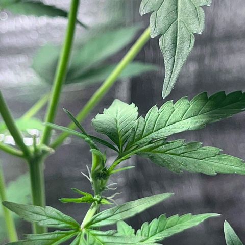 Auto Banana Blaze growlog photo: Multiple Flowering spots visible on the bigger plant. 