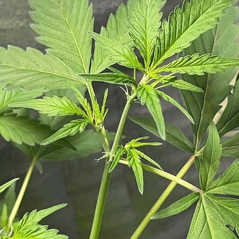 Auto Banana Blaze growlog photo: Multiple Flowering spots visible on the bigger plant. 