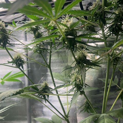 Auto Banana Blaze growlog photo: Trichomes have started forming on the bud sites all around the sugar leaves