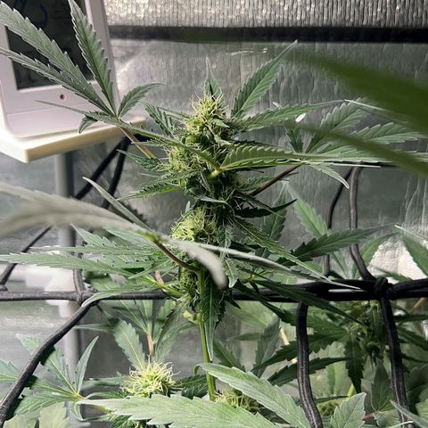 Auto Banana Blaze growlog photo: Trichomes have started forming on the bud sites all around the sugar leaves
