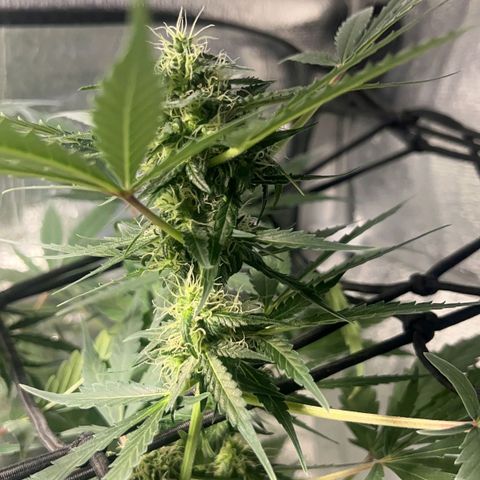 Auto Banana Blaze growlog photo: Trichomes have started forming on the bud sites all around the sugar leaves