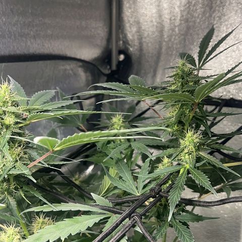 Auto Banana Blaze growlog photo: Trichomes have started forming on the bud sites all around the sugar leaves