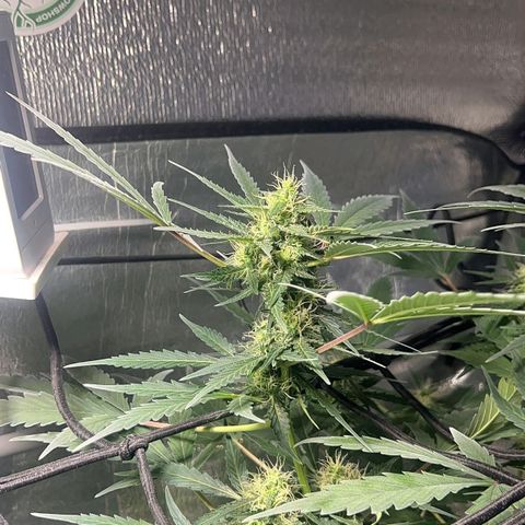 Auto Banana Blaze growlog photo: Trichomes have started forming on the bud sites all around the sugar leaves