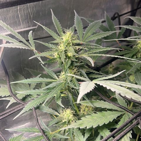 Auto Banana Blaze growlog photo: Trichomes have started forming on the bud sites all around the sugar leaves